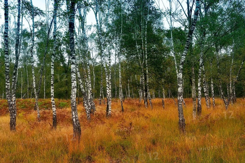 Warty birch