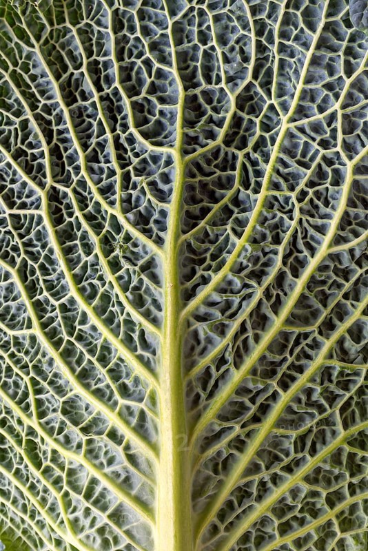 Leaf structure of a vegetable cabbage