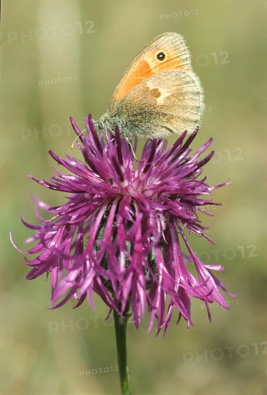 Meadow brown