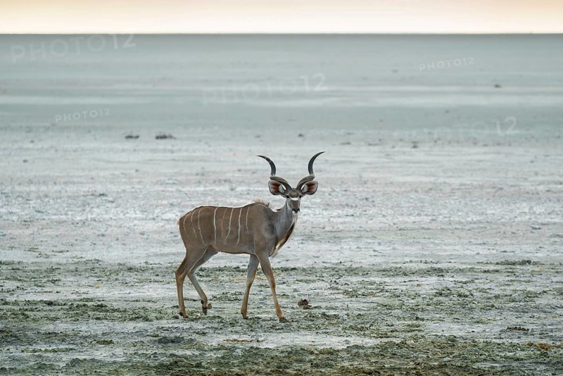 Greater kudu