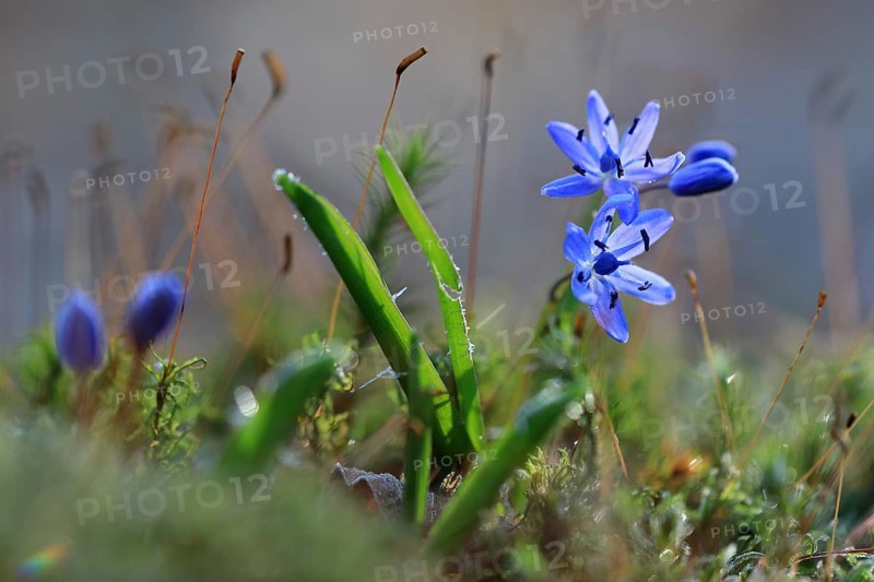 Squill
