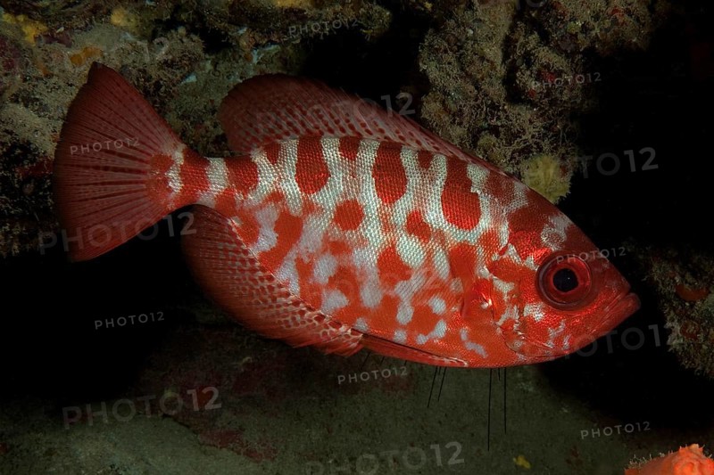 Glasseye Snapper