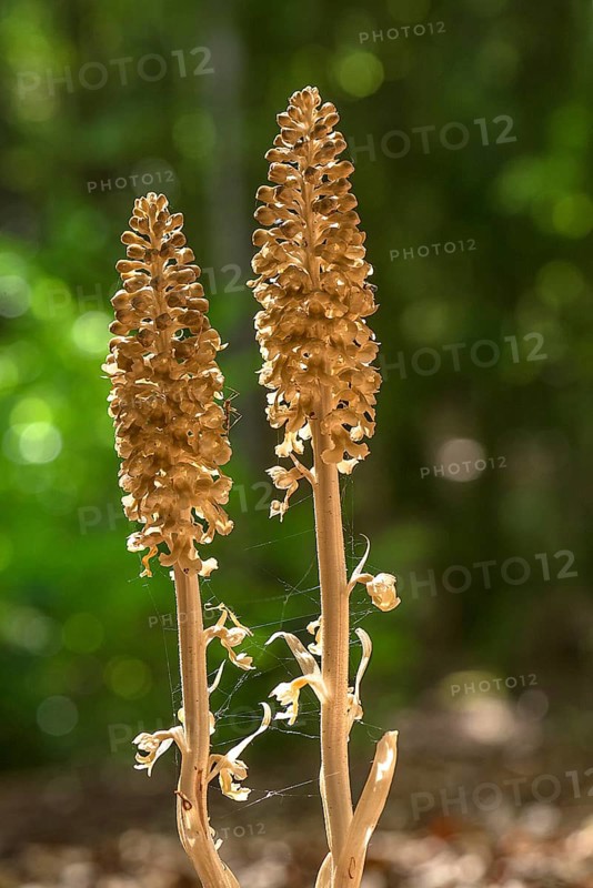 Bird's-nest orchid