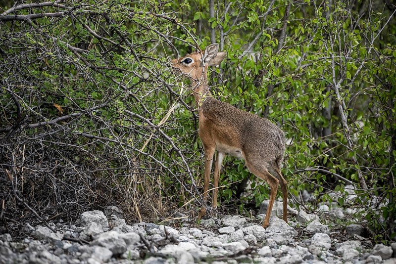 Kirk dikdik or kirk's dik-dik