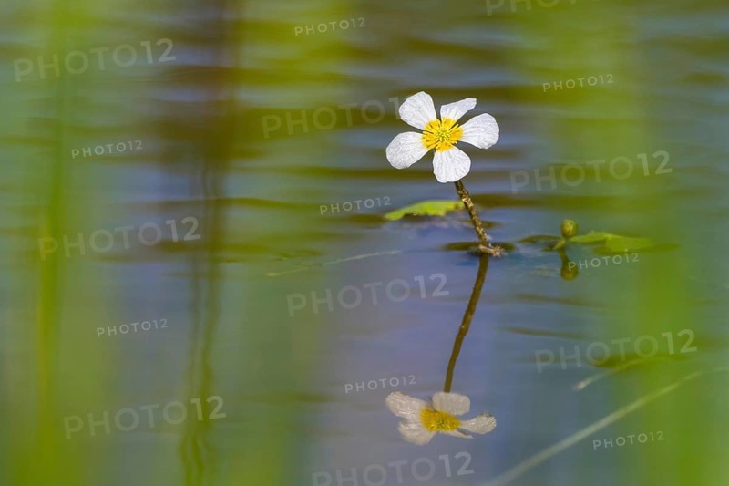 Water crowfoot