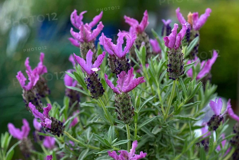 Crested lavender