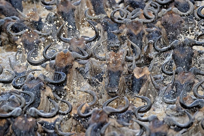 Wildebeest