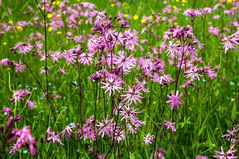 Cuckoo's campion