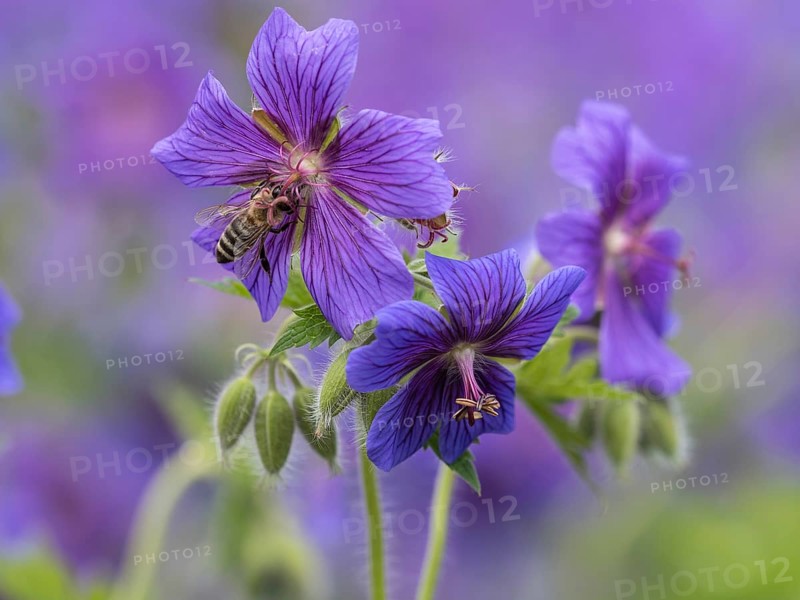 Honey bee