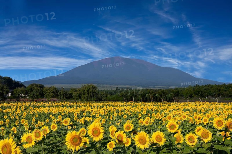 Fields full of sunflowers