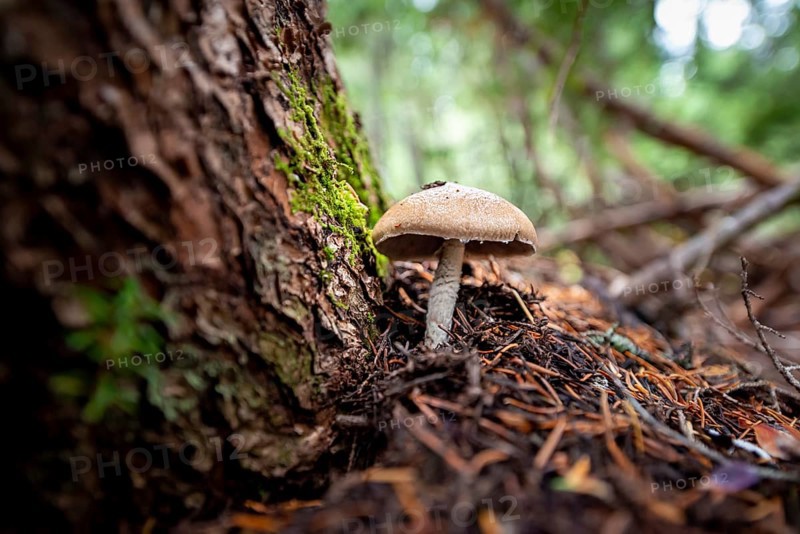 Roof fungi