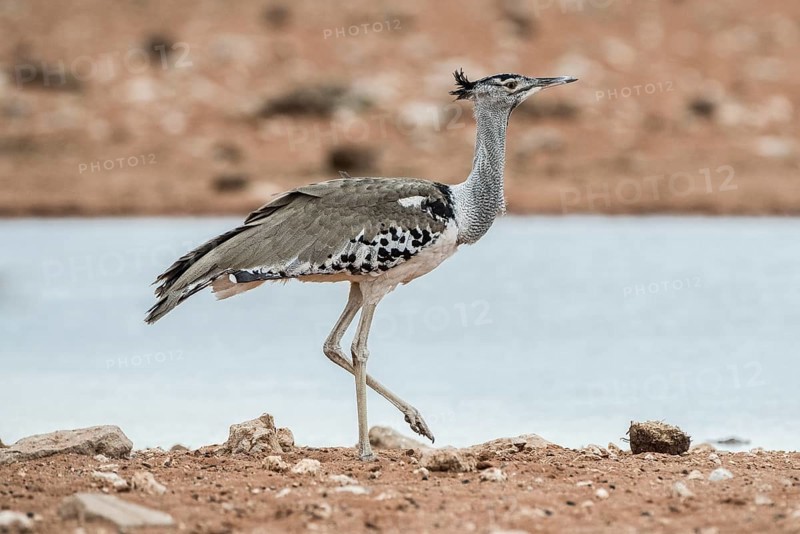 Kori bustard