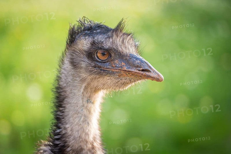 Grosser Emu
