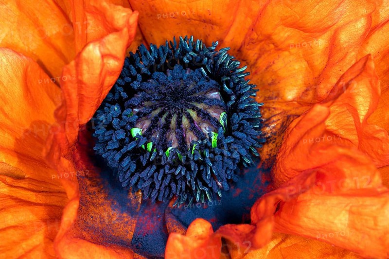 Red flower of the oriental poppy