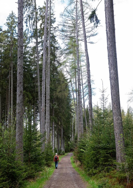 Hikers on the path through the Moorwald adventure trail