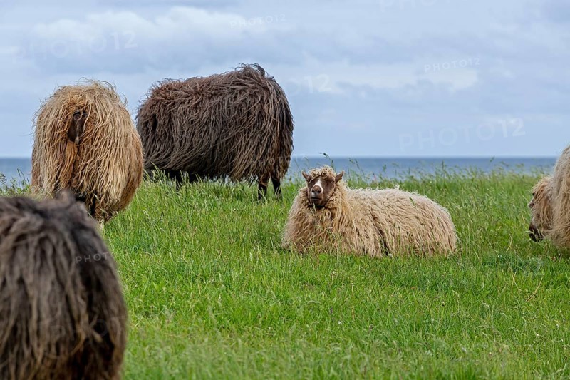 Norwegian sheep on the dike