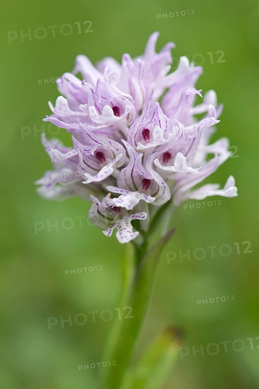 Three-toothed orchid