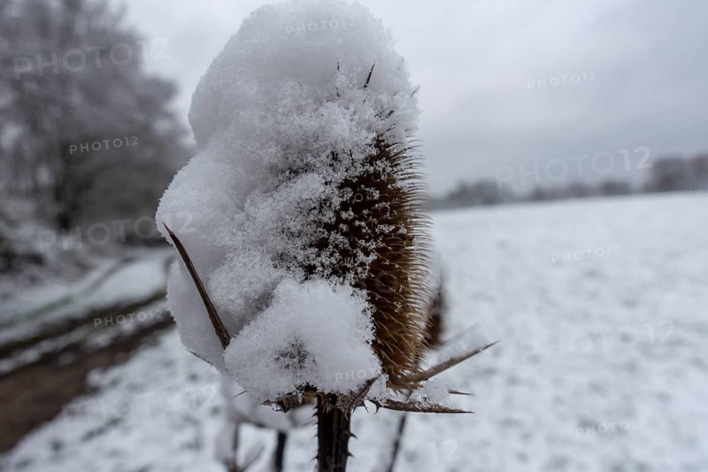 Am Rand einer verschneiten Wiese mit einer Gruppe Baeumen am Rand steht eine trockene Distel mit einer dicken Haube aus frischem Schnee