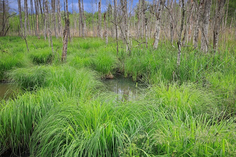 Sedge bulrushes
