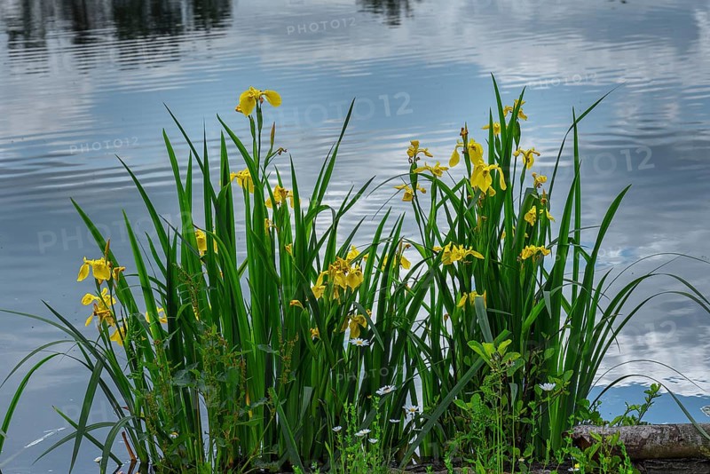 Flowering yellow flag