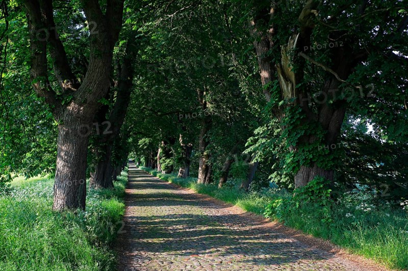 Chestnut avenue