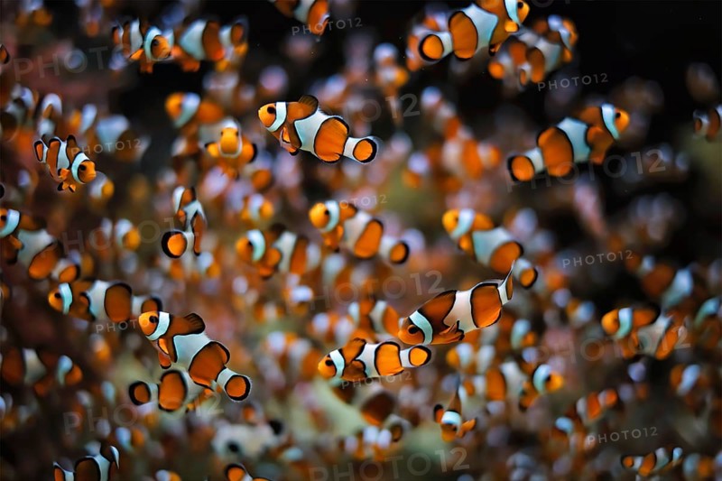 Clown Anemonefish