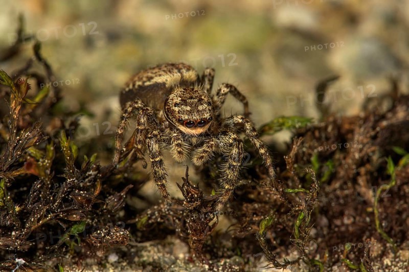 Jumping spider