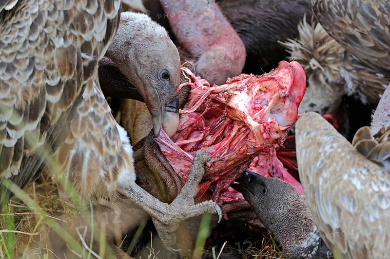 Rueppell's vulture