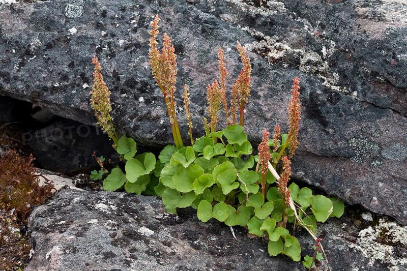 Alpine acidophile