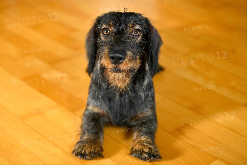 Rough-haired dachshund
