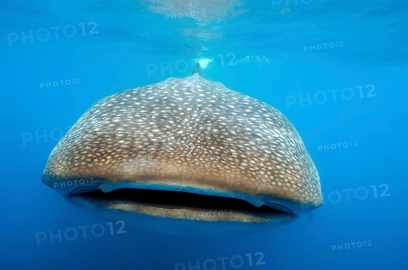 Giant whale shark