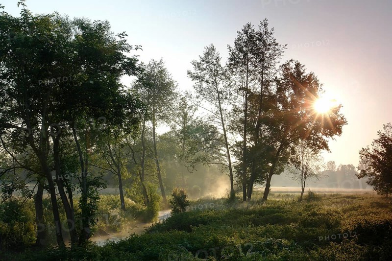 On the banks of a brook Brook Water Fog Haze Trees Meadows