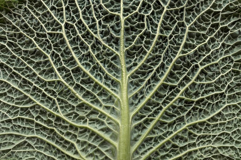 Leaf structure of a vegetable cabbage