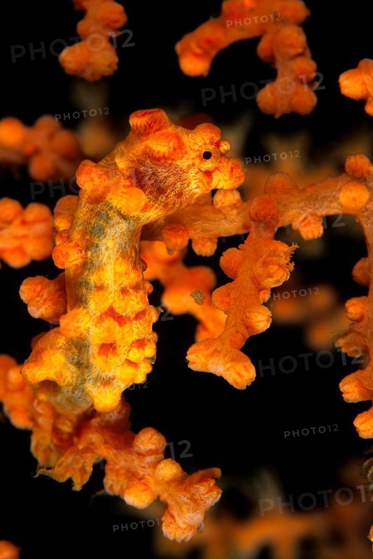 Pygmaeenseepferdchen