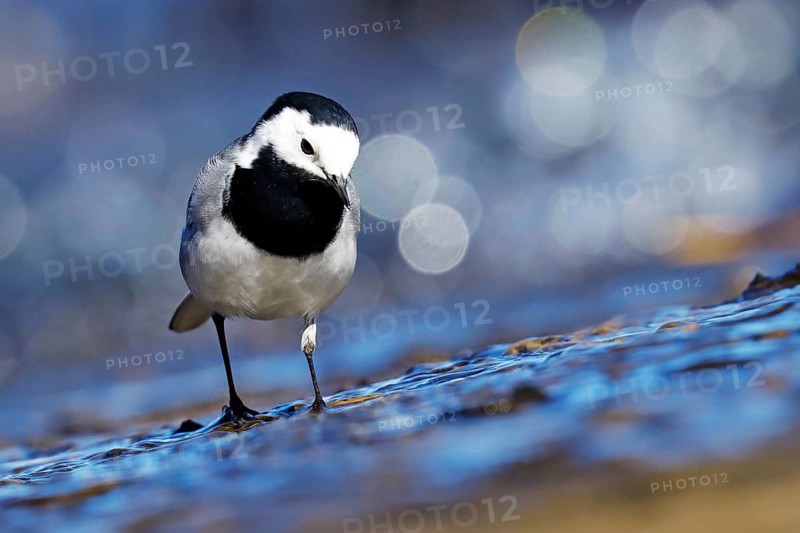 Pied Wagtail