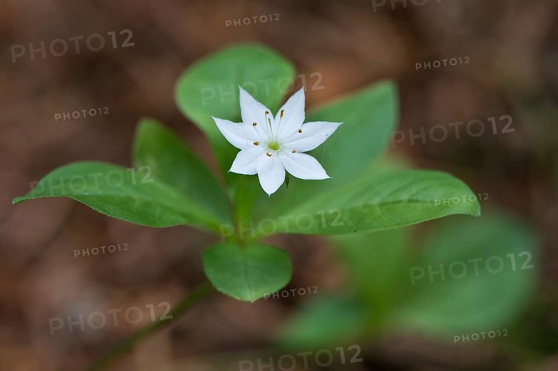 European seven-pointed star