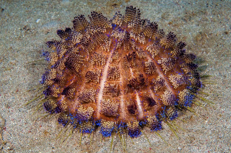Sea urchin