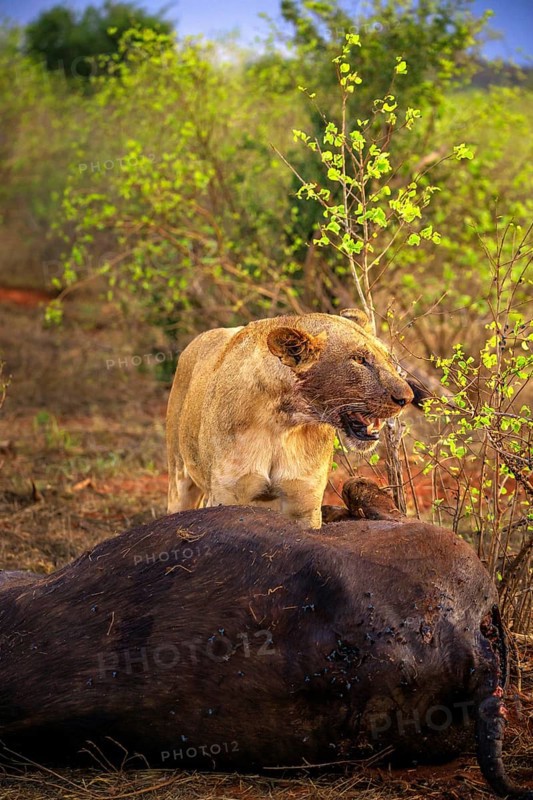 Lion