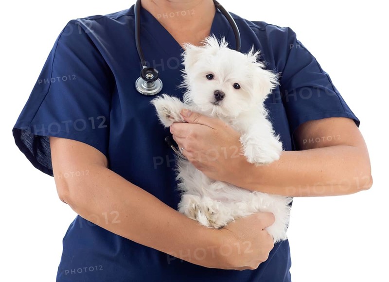 Female veterinarian with stethoscope holding young maltese puppy isolated on white