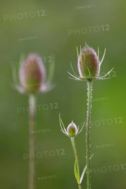 Wild cardoon