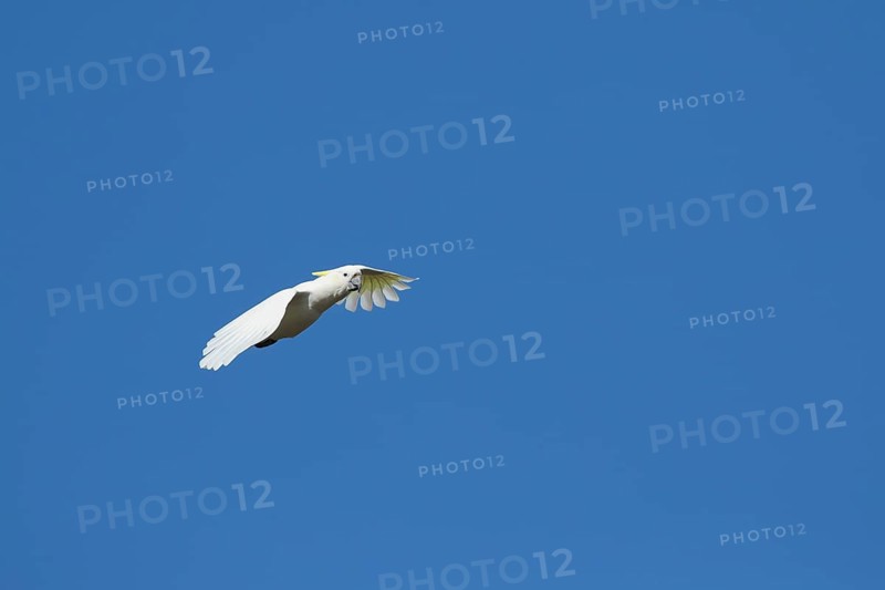Sulphur-crested cockatoo
