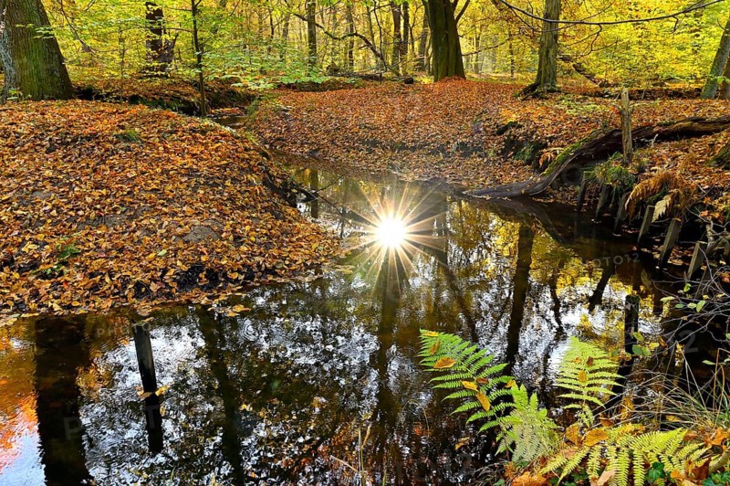 Sunbeams in the Rotbach in the Hiesfeld Forest