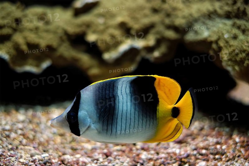 Pacific double-saddle butterflyfish