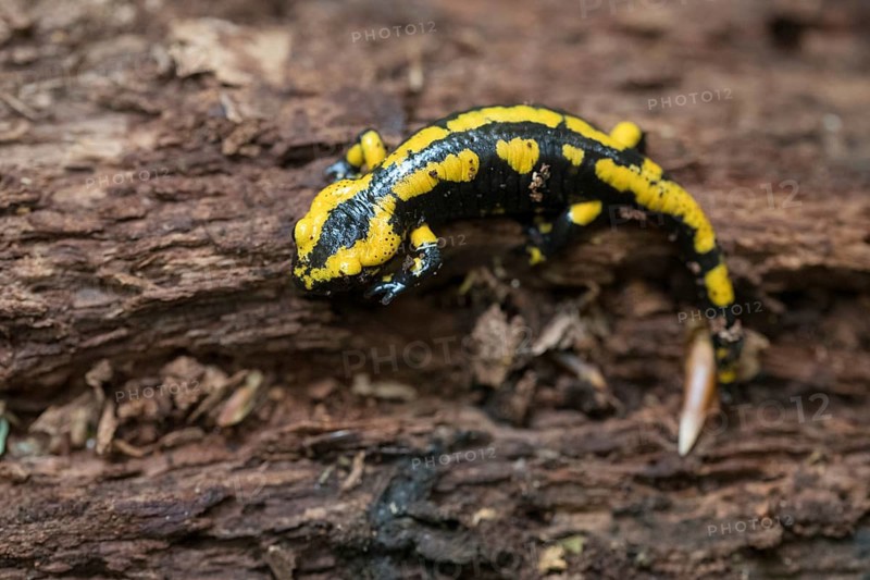 Feuersalamander