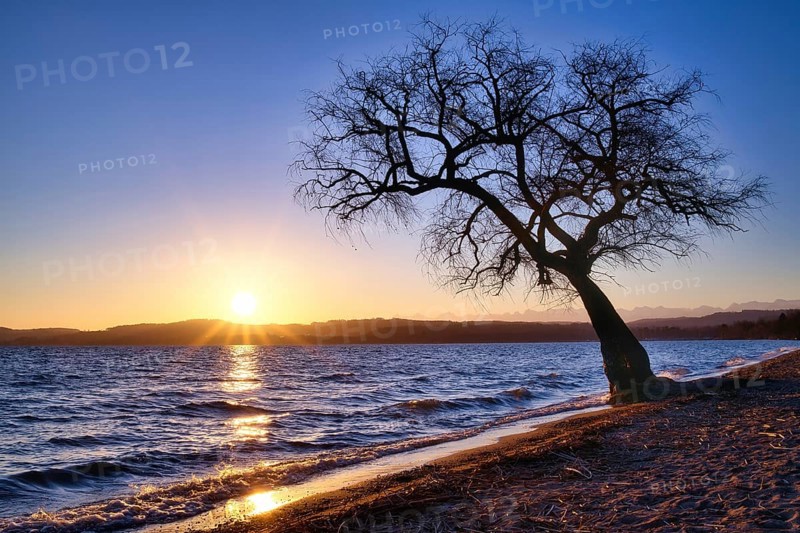 Blattloser Baum an einem Sandstrand am Murtensee bei Sonnenaufgang