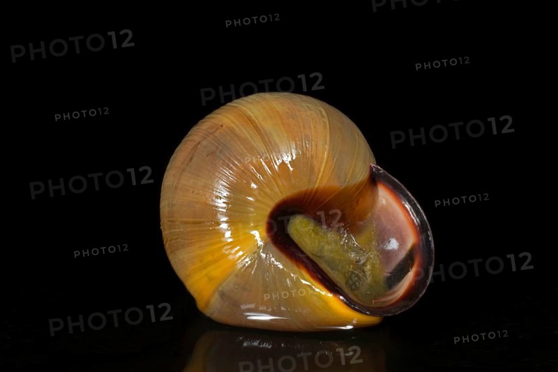 Gehaeuse einer Hain-Baenderschnecke