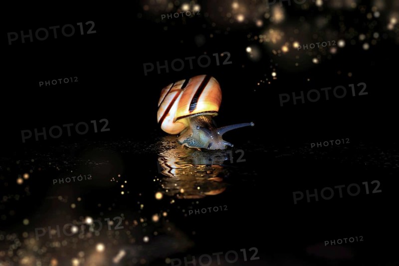 Hain-Baenderschnecke