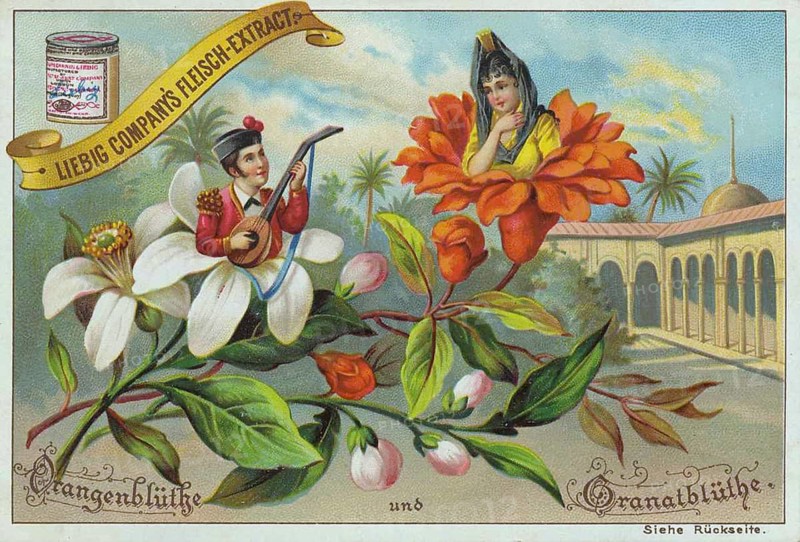 Series Flowers and Legends