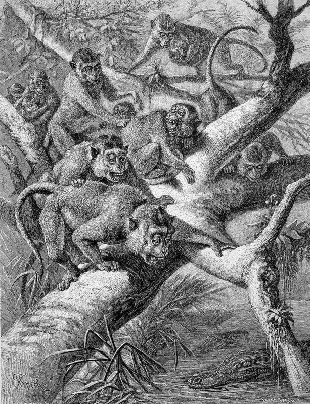 Crab-eating macaque