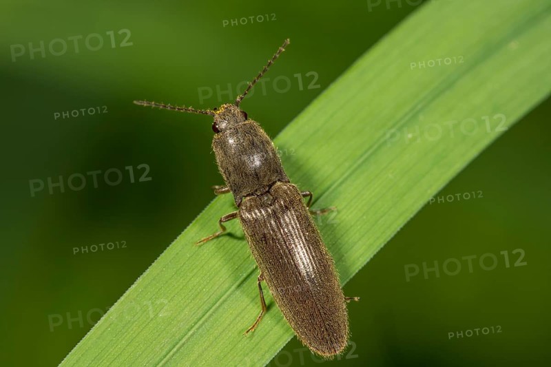 Click beetle